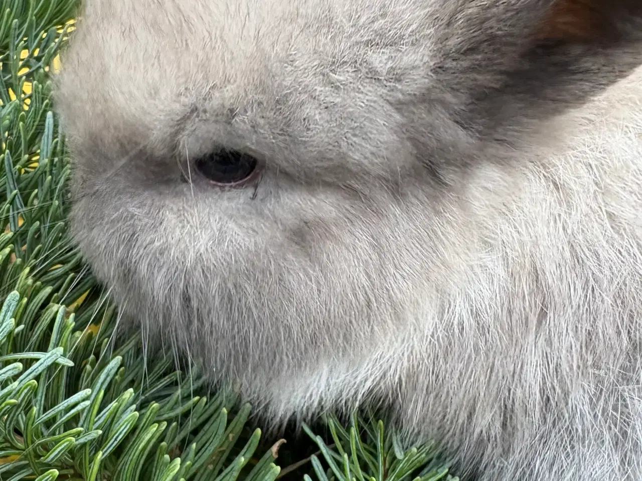 Billede 1 - De sødeste Minilops 