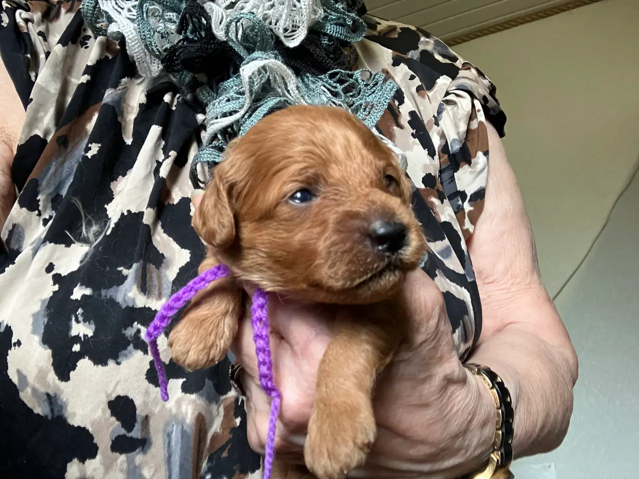 Billede 1 - Cavapoo f2 cavalier/pudel