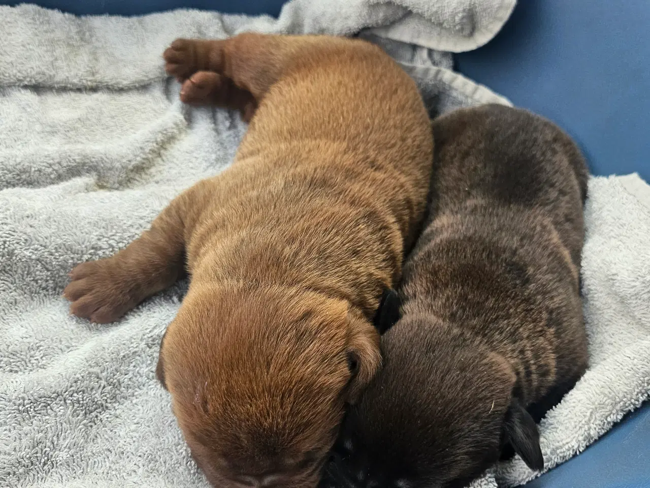 Billede 5 - Dogue de bordeaux blandings hvalpe