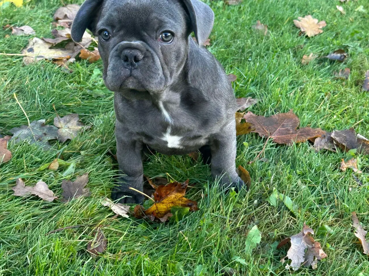 Billede 12 - Brindle November fransk bulldog