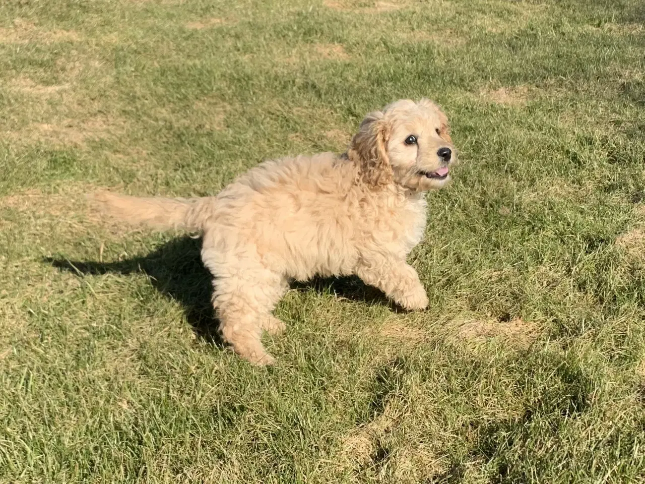 Billede 5 - Amerikansk Cockerpoo F1b pige 