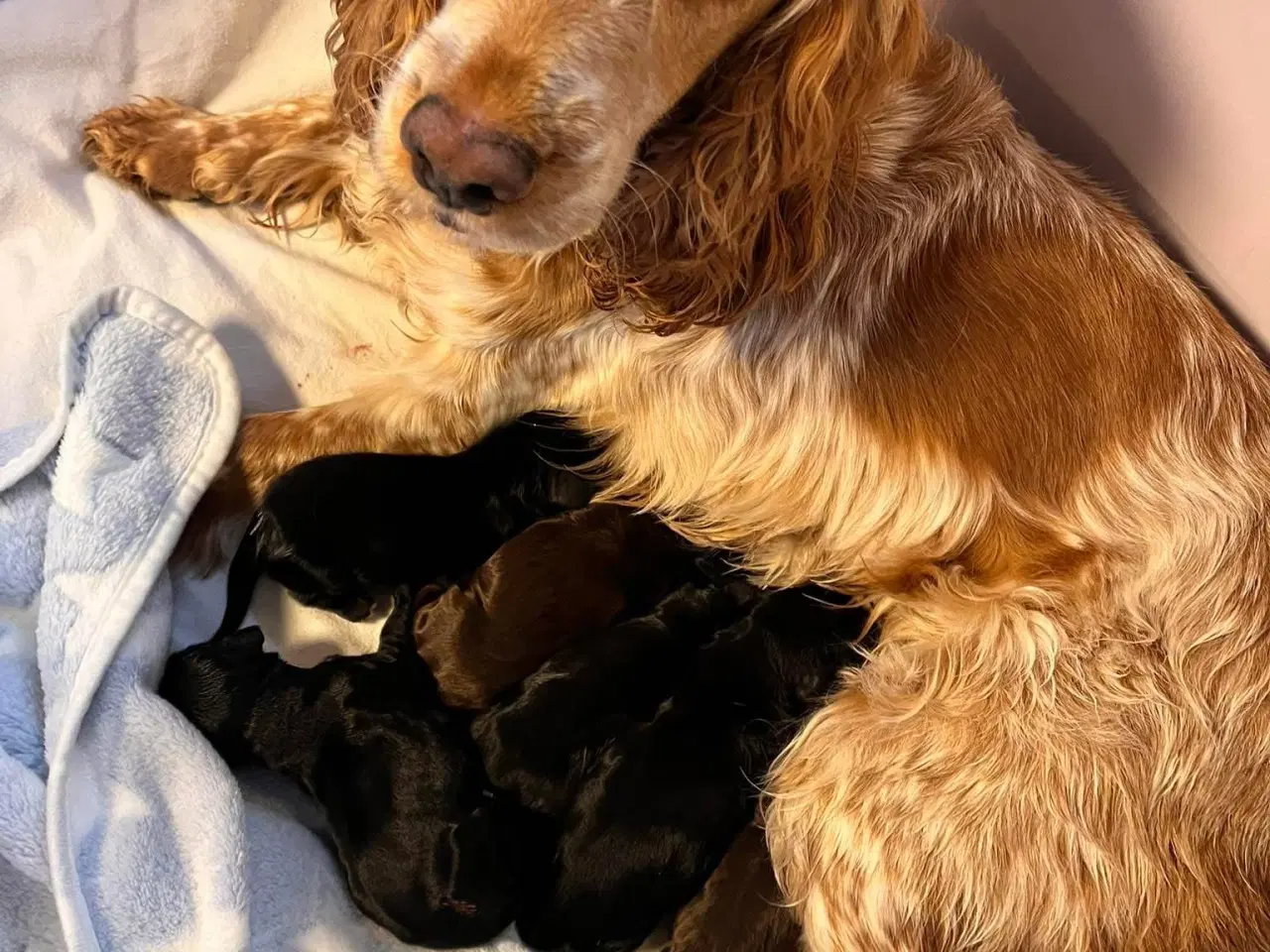 Billede 11 - Smukke Cockerhvalpe