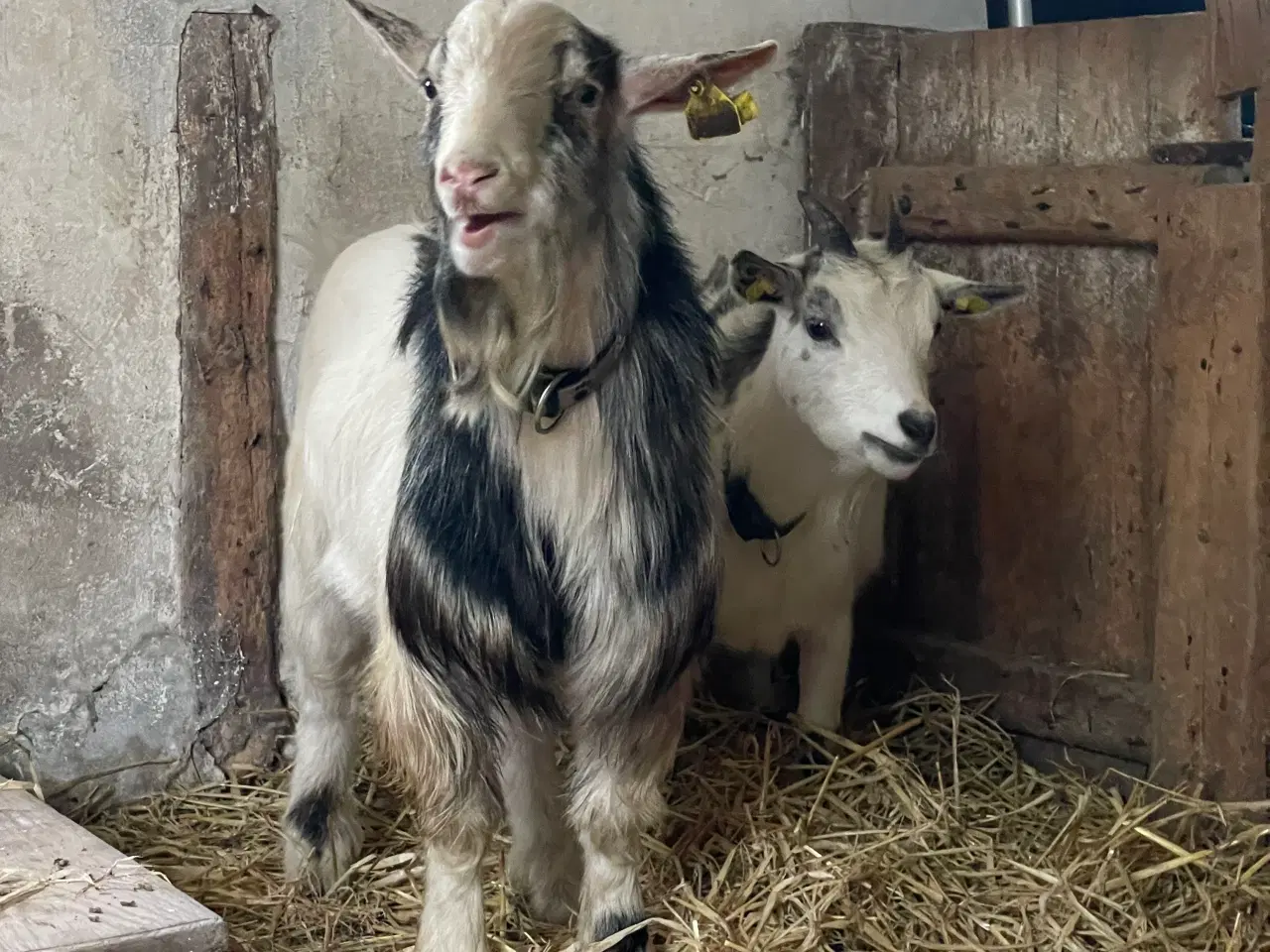 Billede 5 - 2 Dværggeder