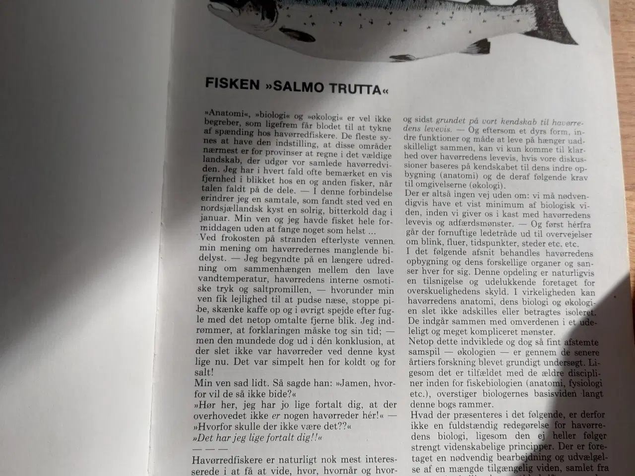 Billede 2 - HAVØRRED – HAVØRRED