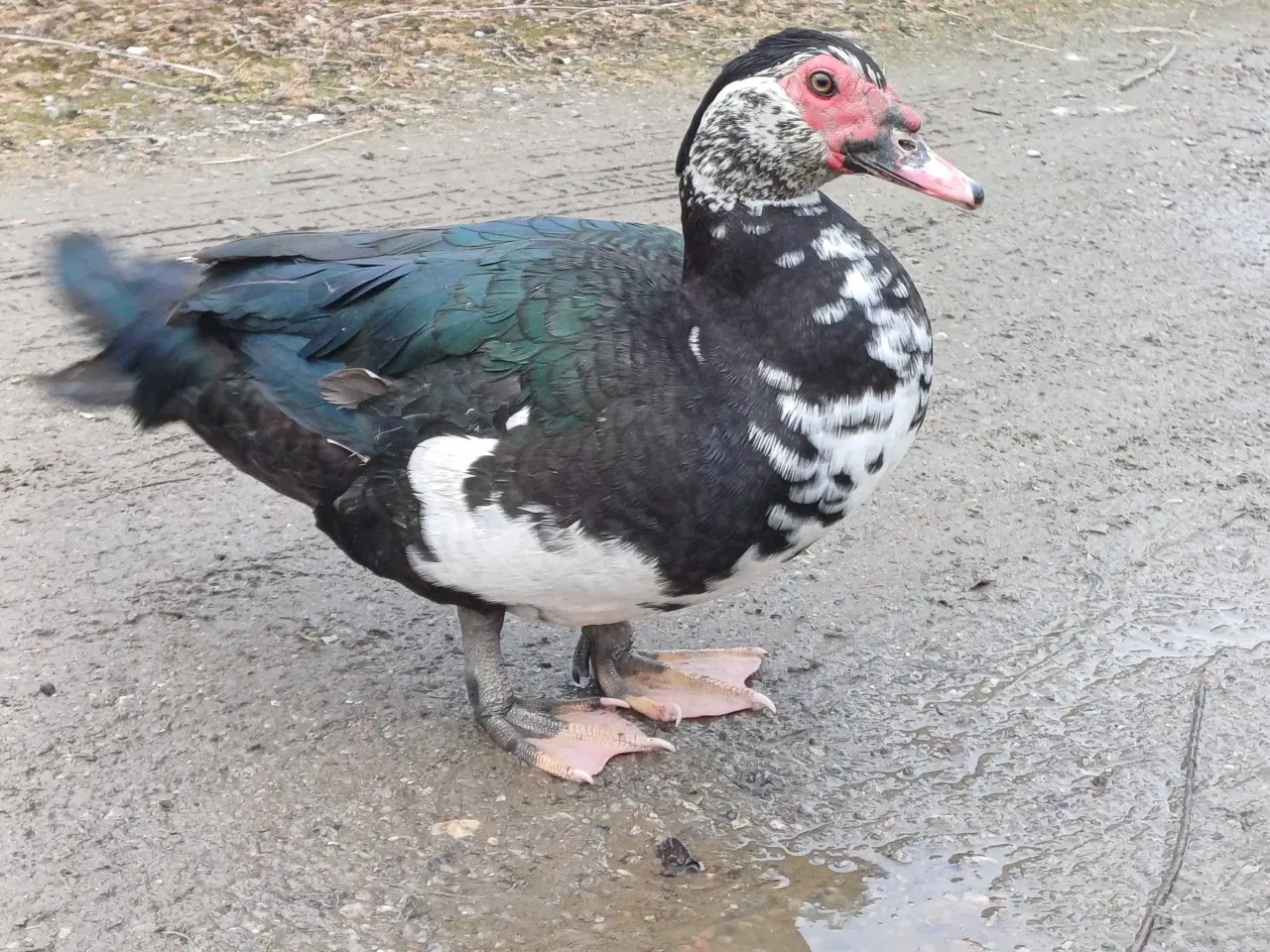 Billede 3 - Moskusænder han og hun