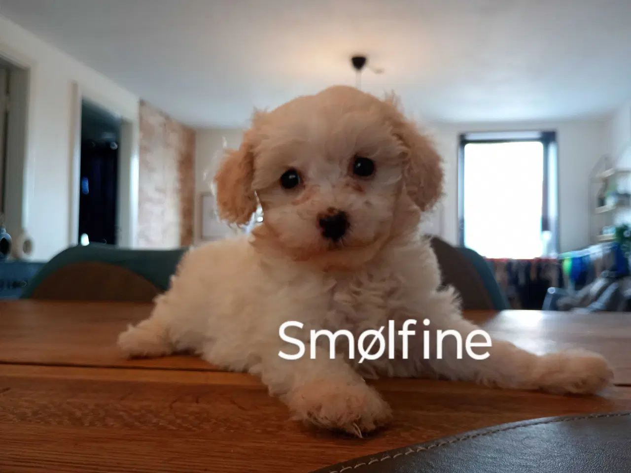Billede 9 - Cavapoo klar til nyt hjem nu