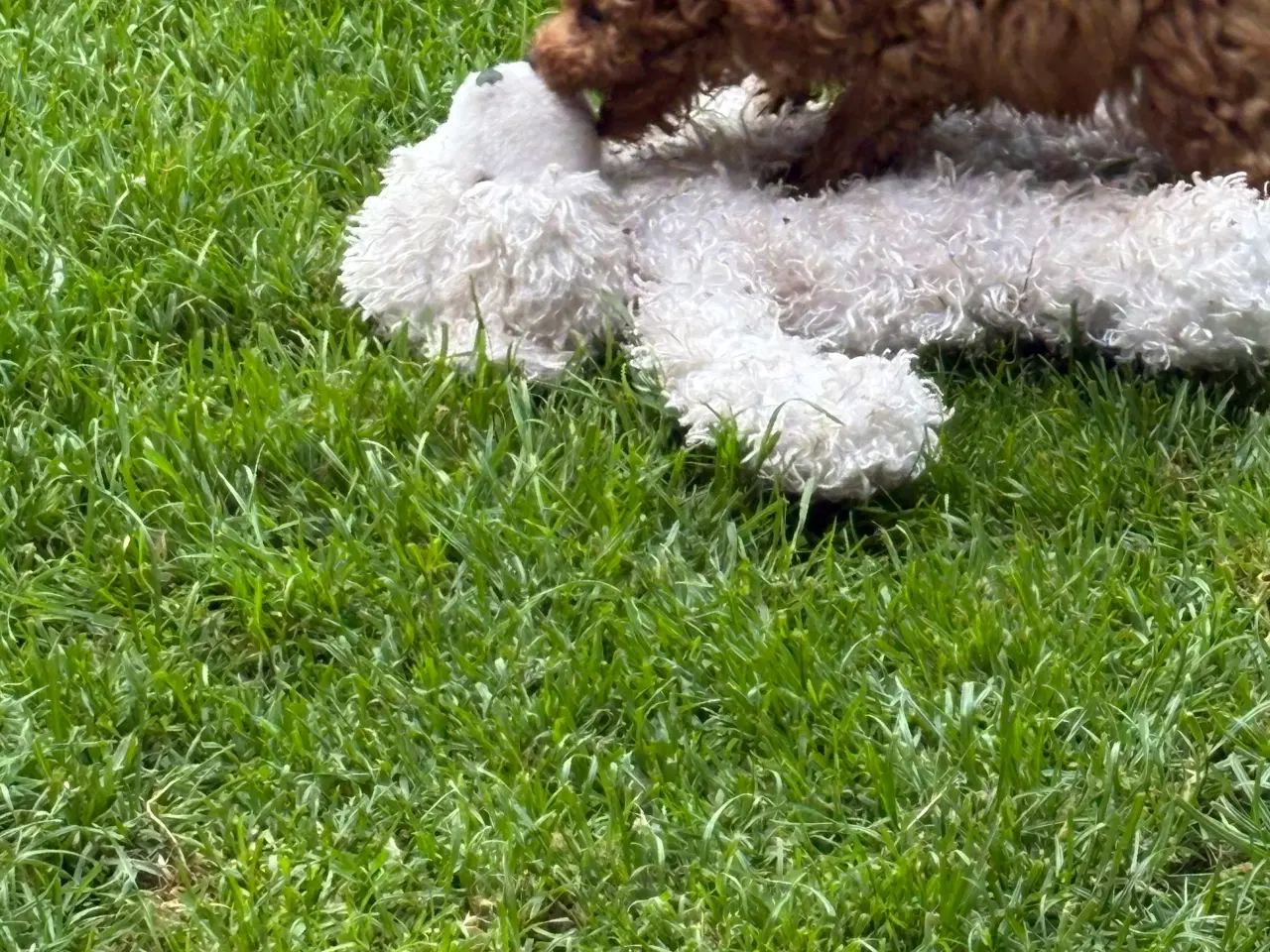 Billede 2 - De dejligste små maltipoo hvalpe