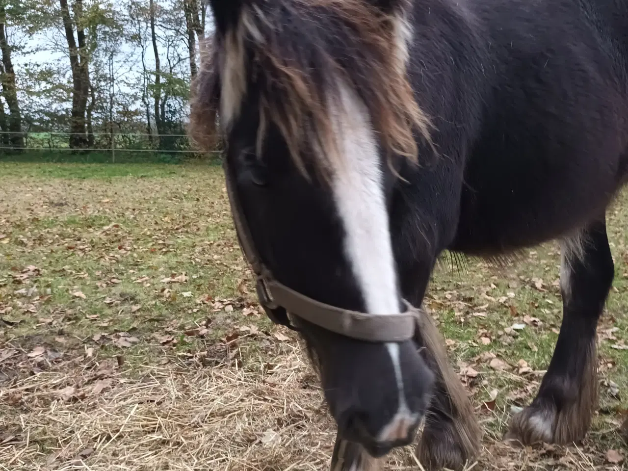 Billede 3 - Hest plag Irisch Cop