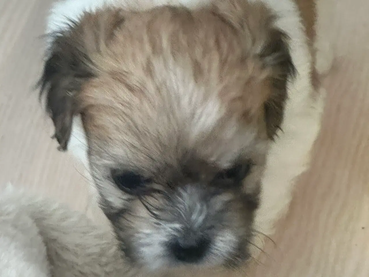 Billede 2 - Calle - Lhasa apso