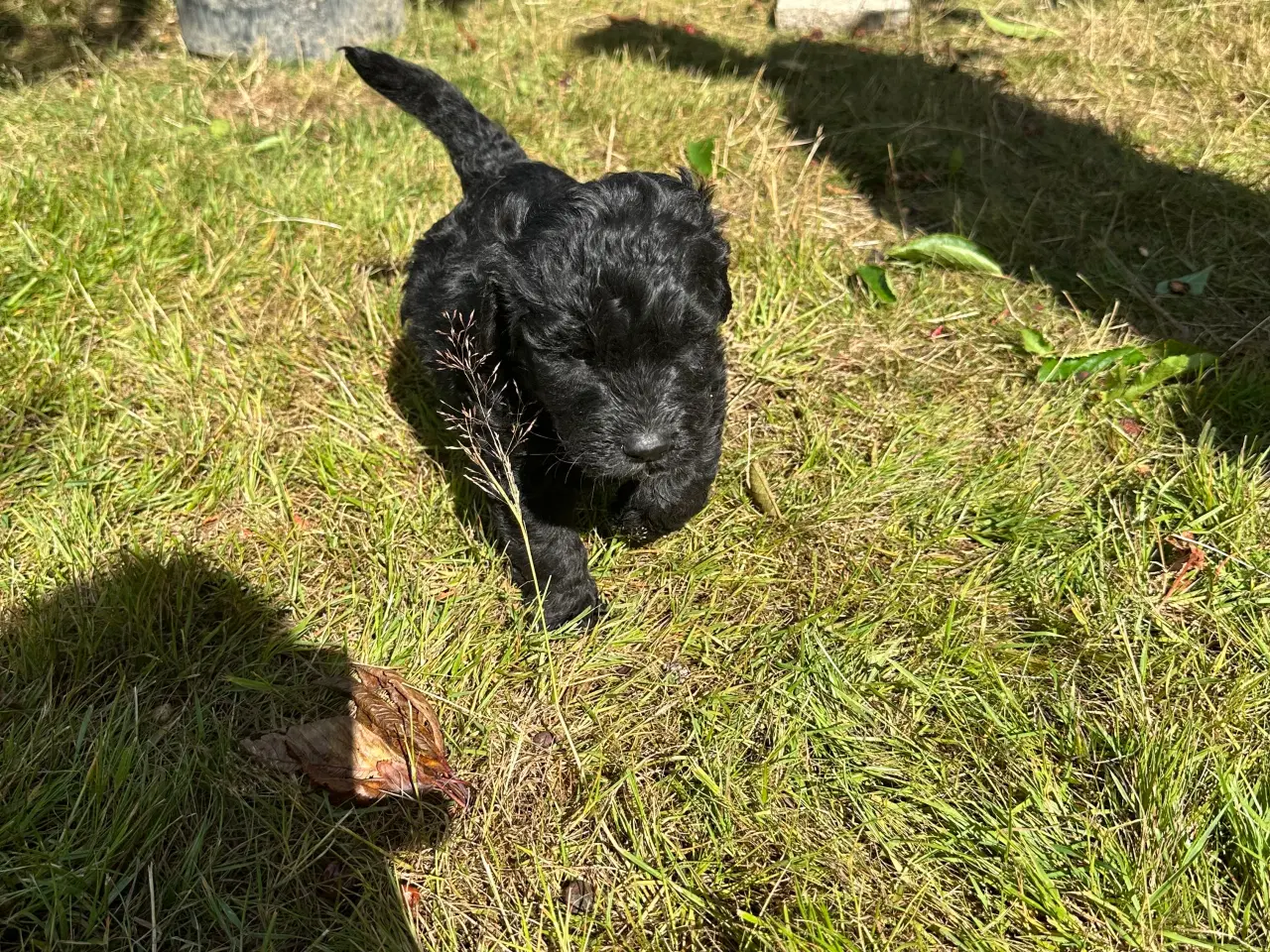 Billede 4 - Golden Doodle 