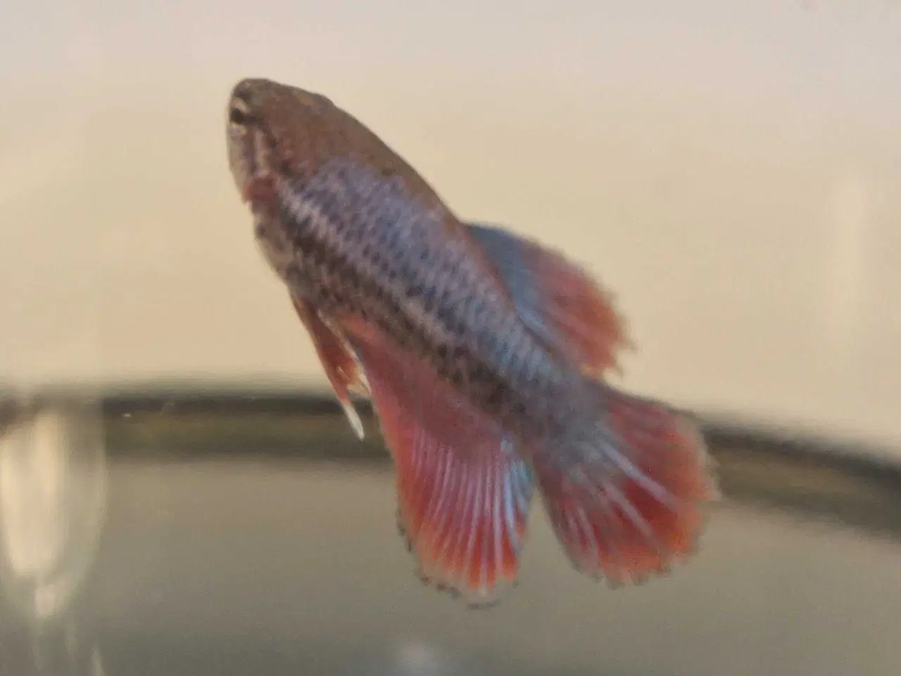 Billede 1 - Kampfisk 