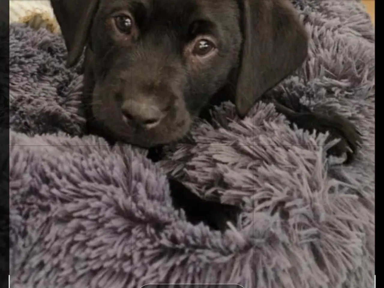 Billede 3 - 8 mdr formel 1 labrador