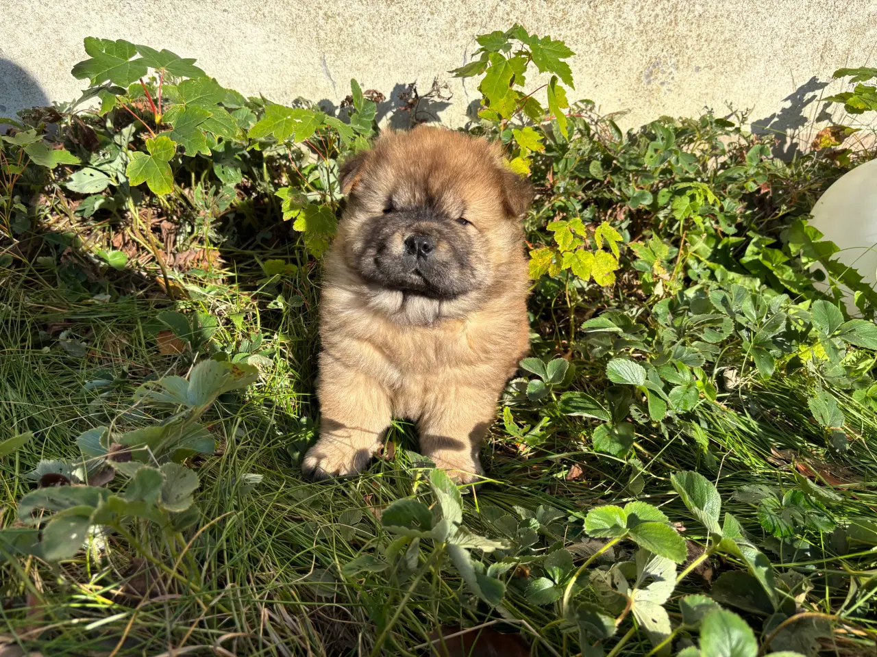 Billede 3 - Chow chow han 