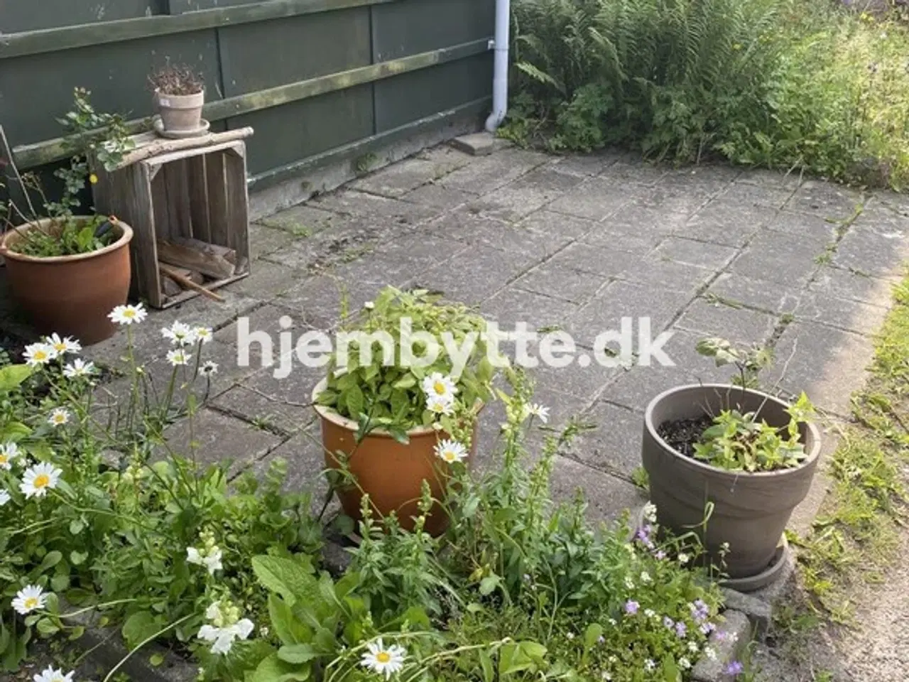 Billede 3 - Hjembytte - Hedelyngen