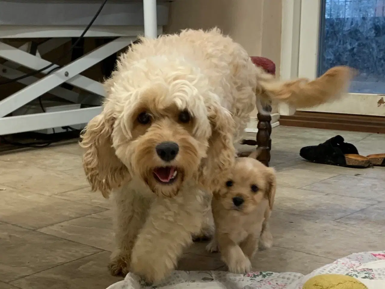 Billede 19 - De yndigste cavapoo babyer 