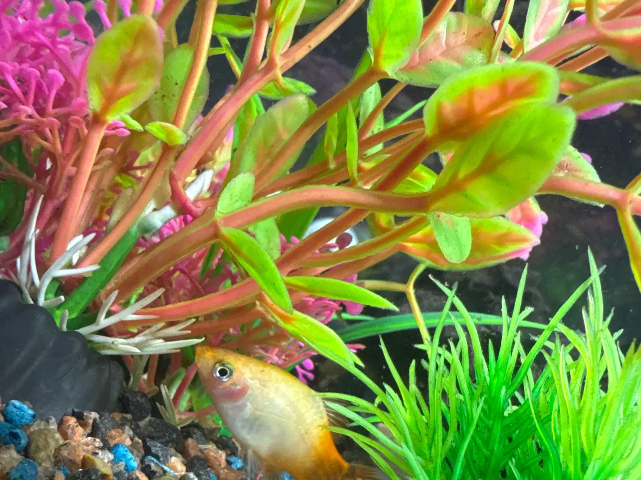 Billede 3 - Akvarium med fisk rejer og tilbehør
