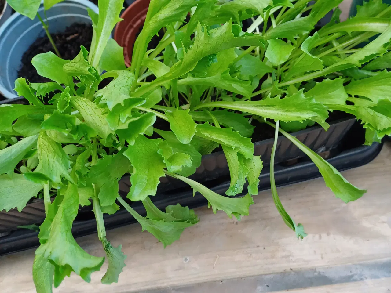 Billede 7 - Tomatplanter til terrasse/altan og friland mm.