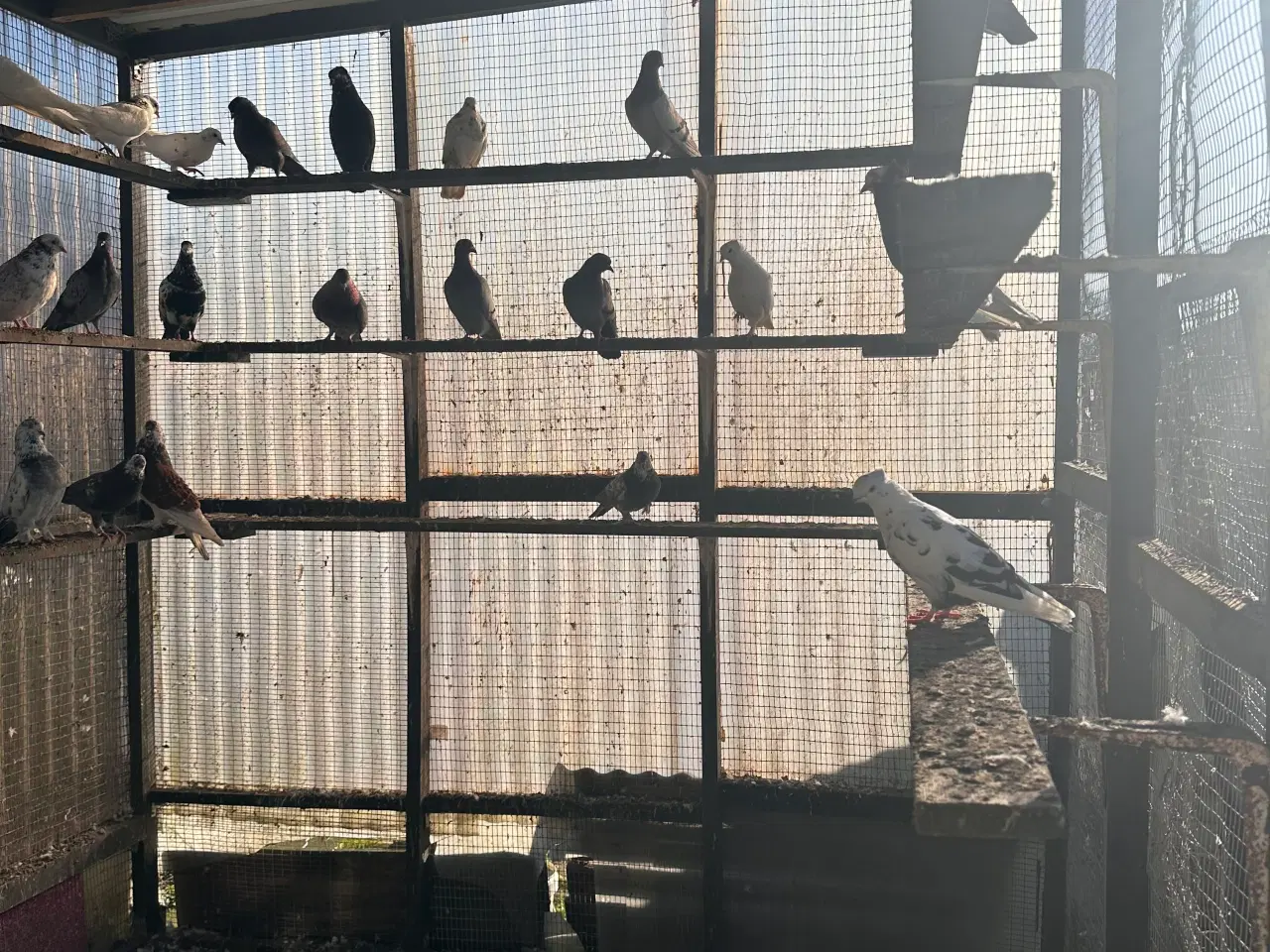 Billede 4 - 30 duer til salg – 150 kr pr. stk