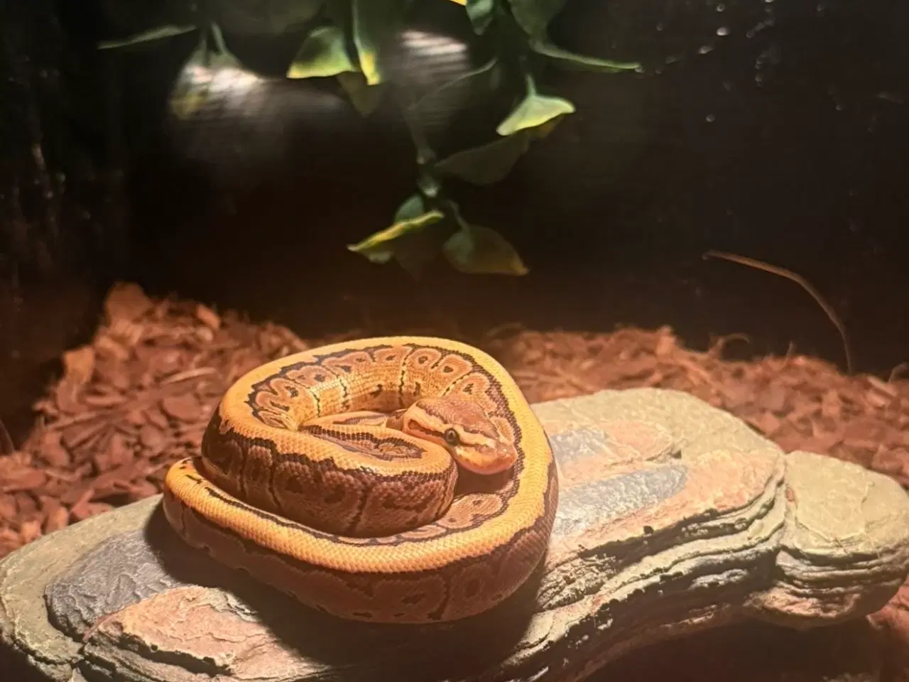 Billede 4 - Kongepython unge (pinstripe)