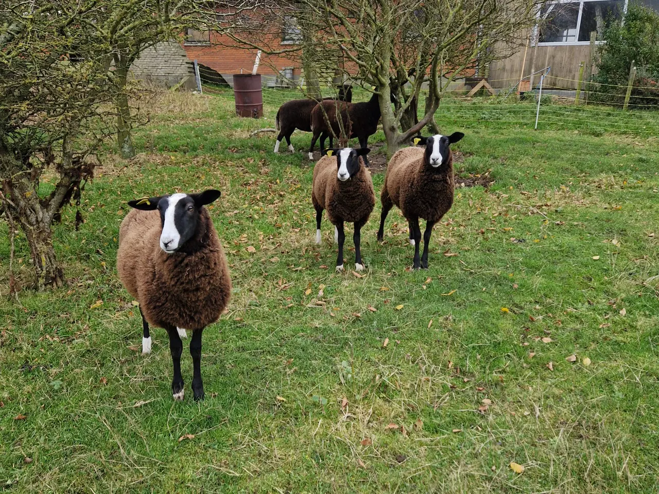 Billede 4 - Zwartbles vædder og gimmer lam M3