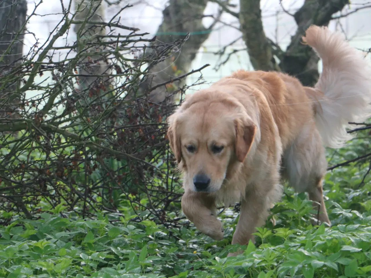 Billede 15 - Golden Retriever tilbydes til parring