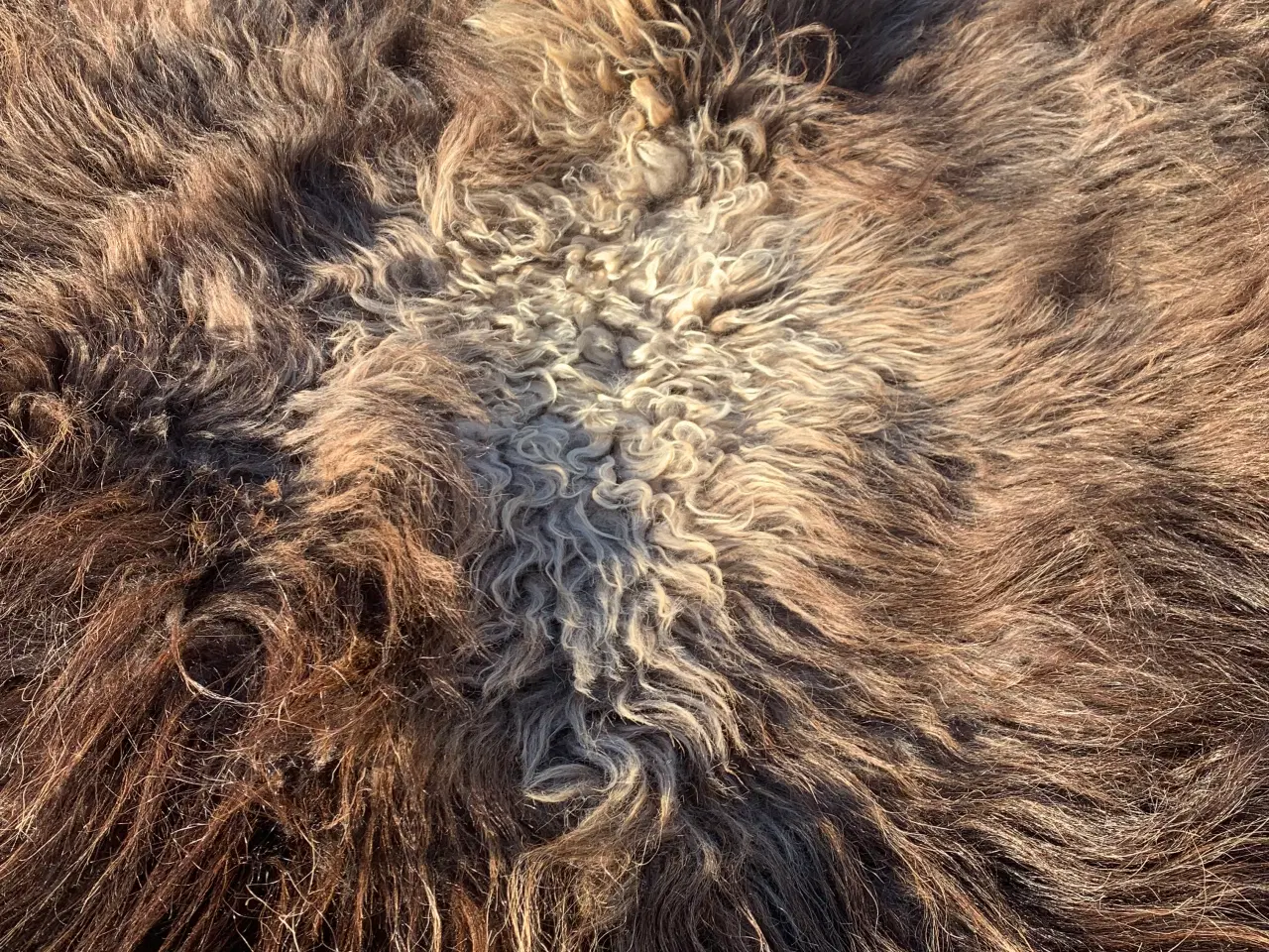 Billede 5 - Moskusokse skind stort