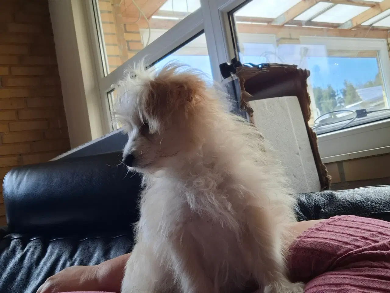 Billede 5 - Pompoo hvalpe 1 drenge klar nu