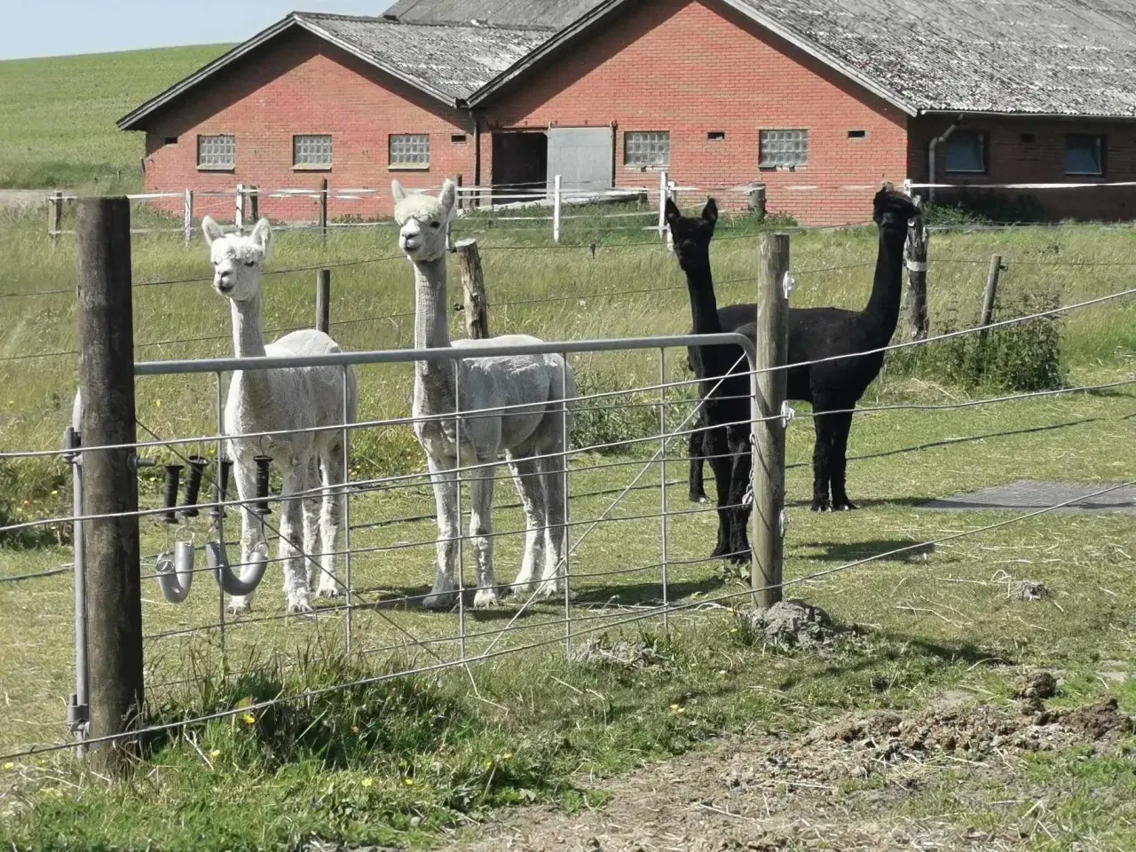 Billede 3 - Alpaca vallaker, 4 stk.