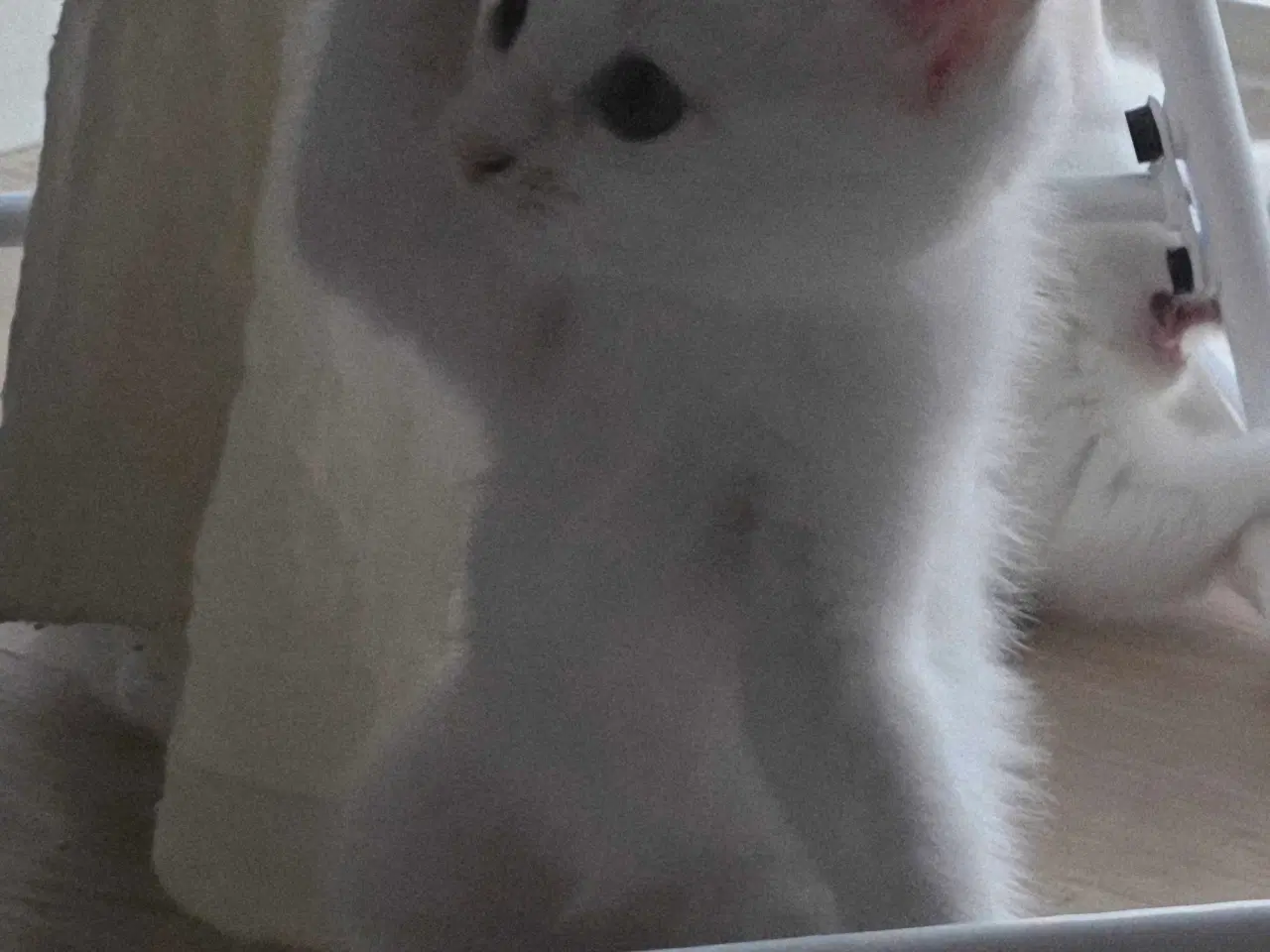 Billede 2 - Søde og kælne blandingskillinger