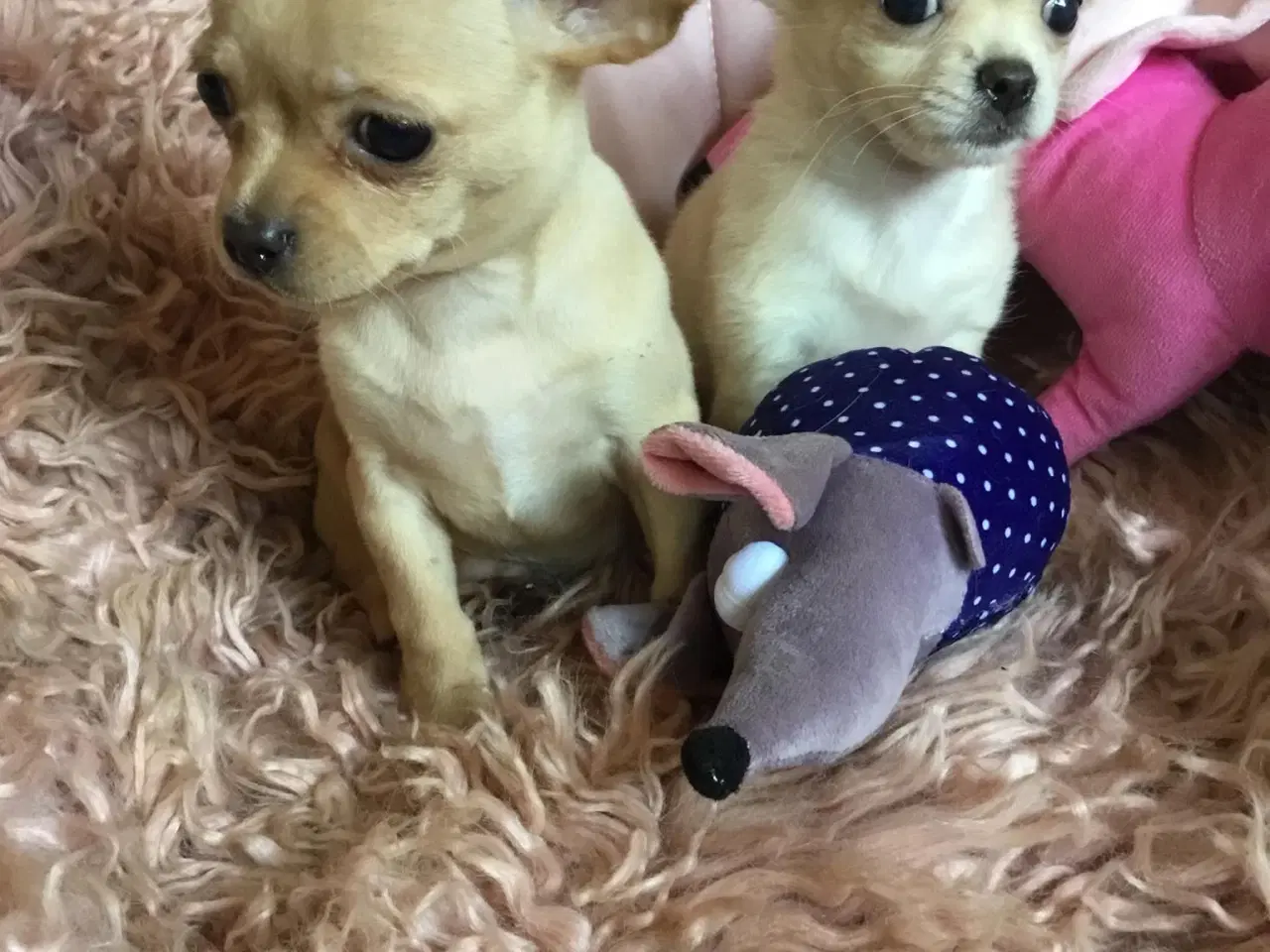 Billede 20 - Dejlige små chihuahua bl.a. hvalpe