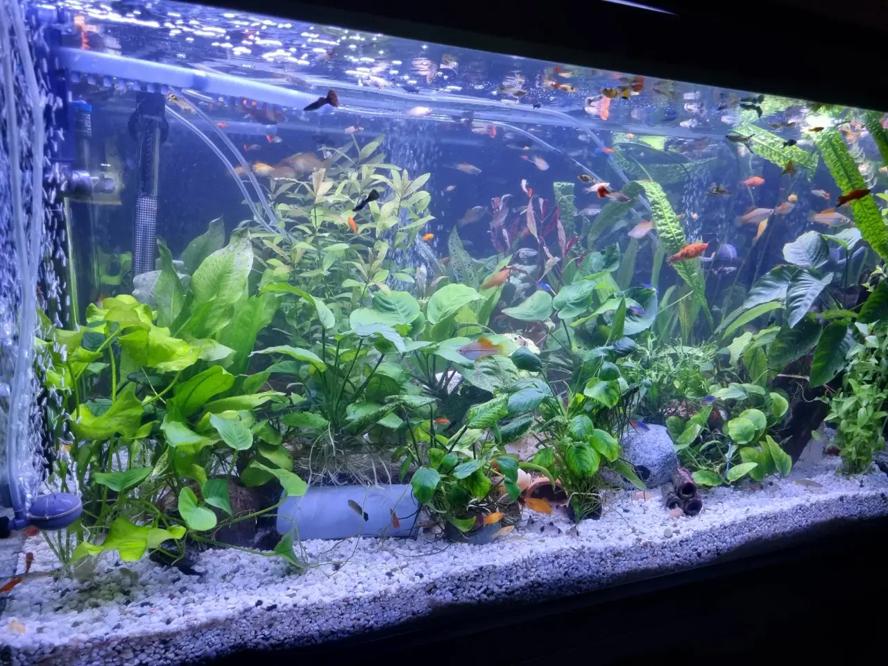 Billede 2 - Akvarie 278L med indhold