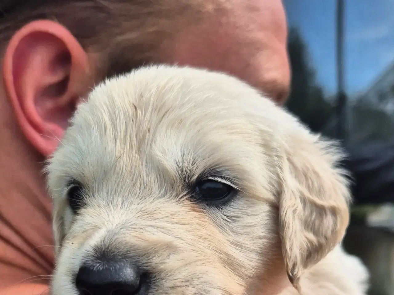 Billede 5 - Golden retriever hvalpe