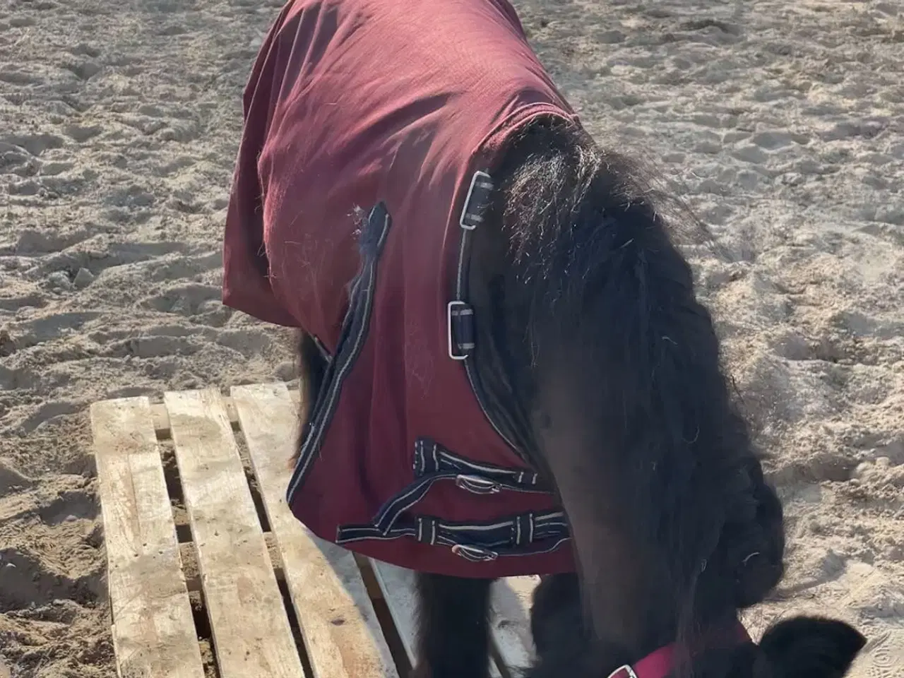 Billede 4 - Verdens sødeste pony søger nyt hjem