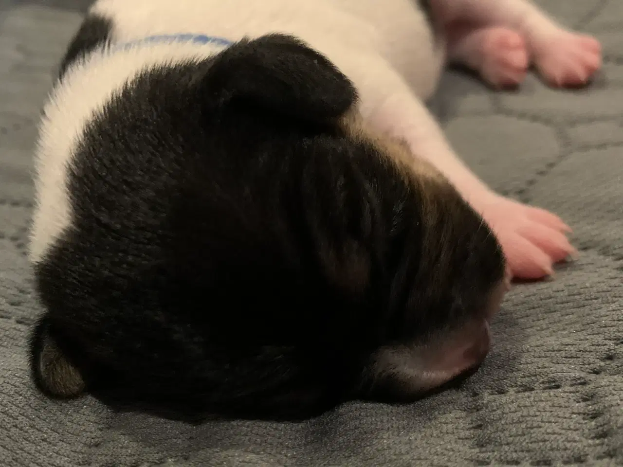 Billede 6 - Dansk svensk gårdhund hvalpe