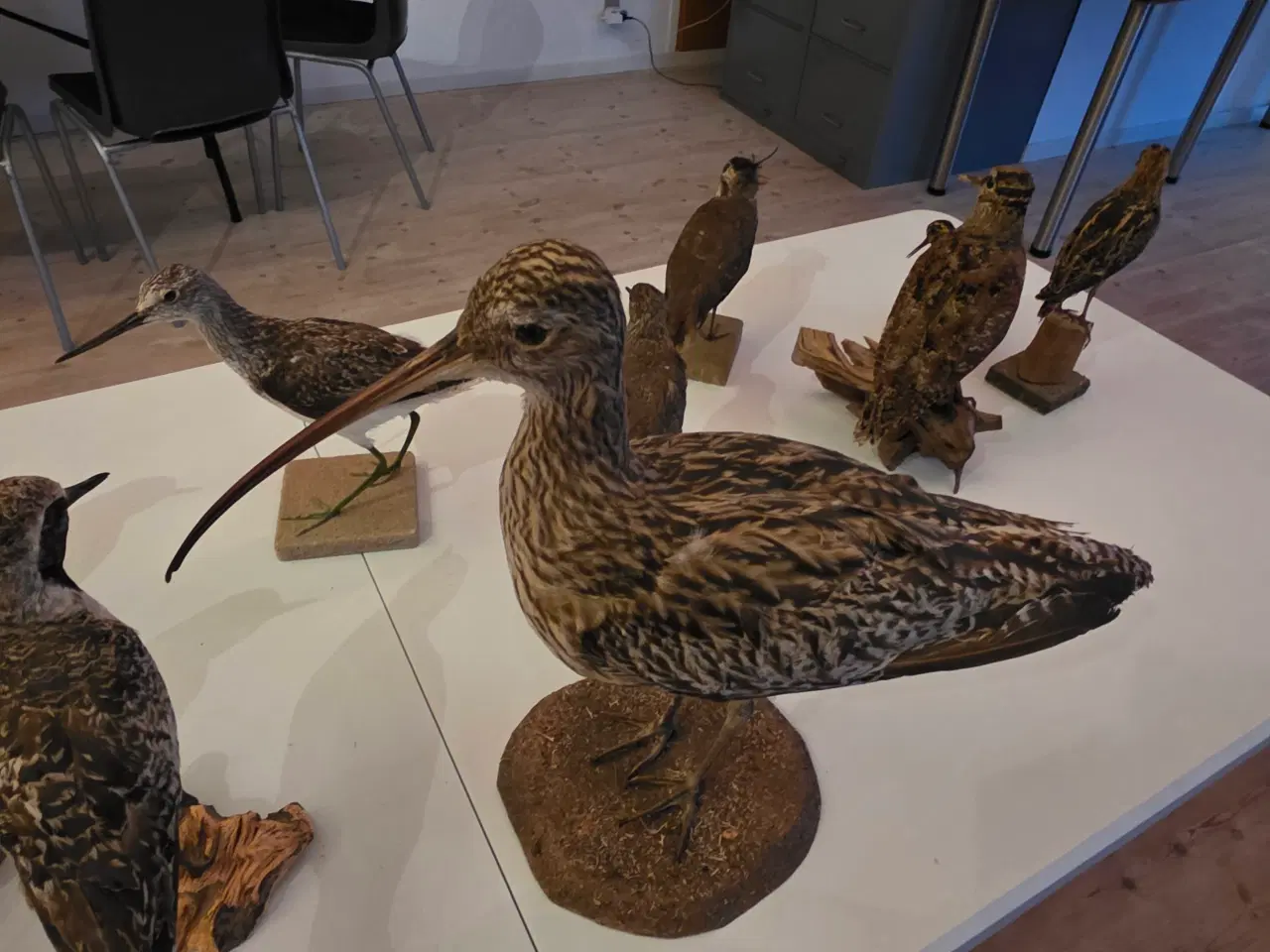 Billede 12 - Vadefugle, sælges samlet eller hver for sig