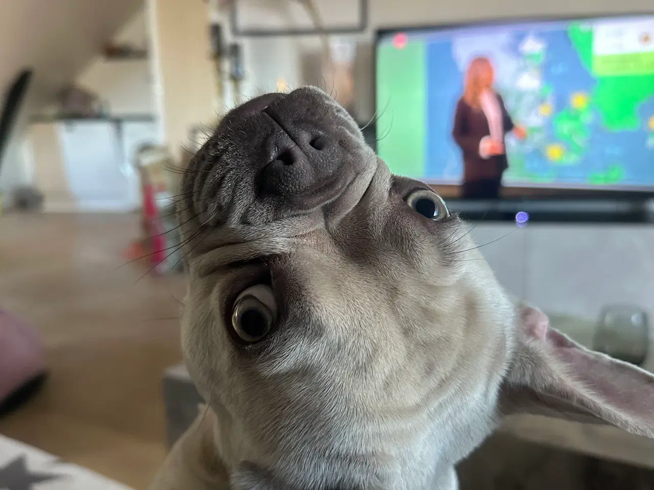 Billede 1 - Den smukkeste blue / zobel 