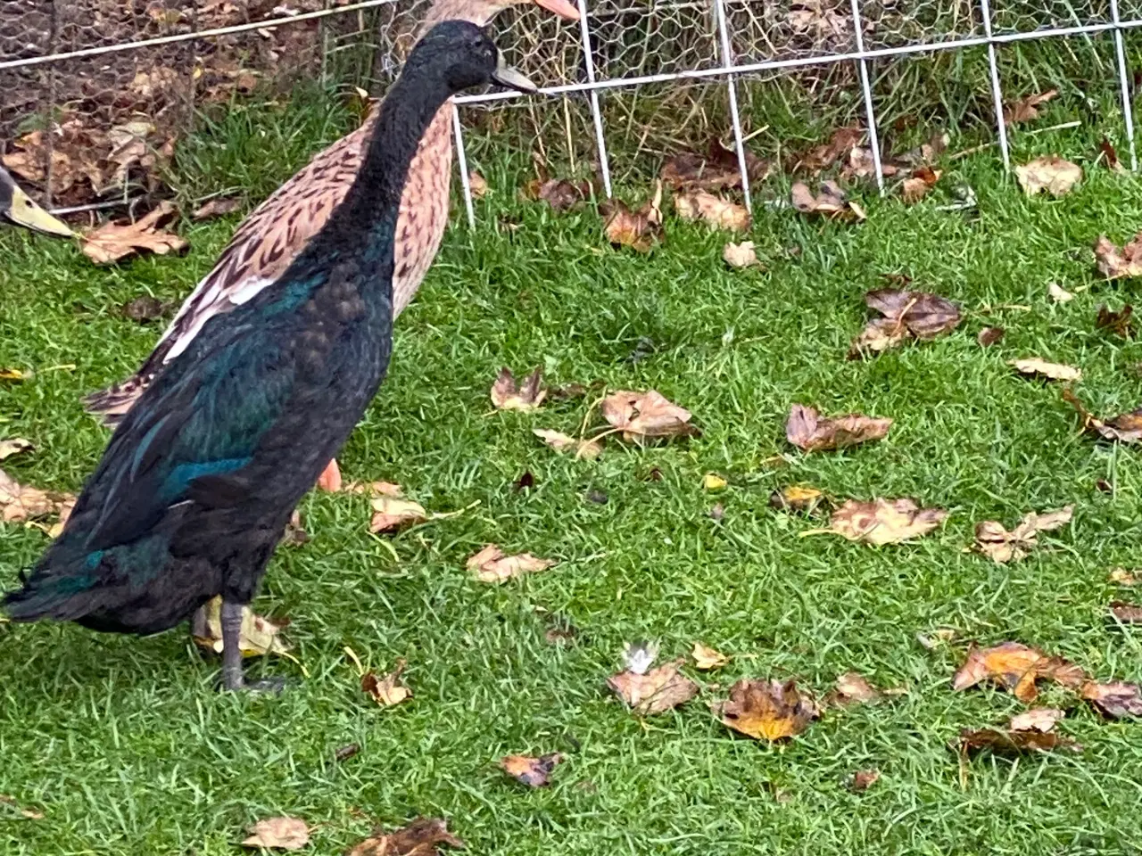 Billede 9 - Løbe ænder