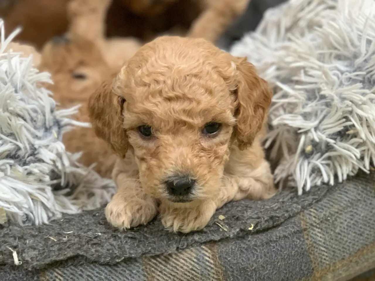 Billede 10 - Mini Golden Doodle babyer 