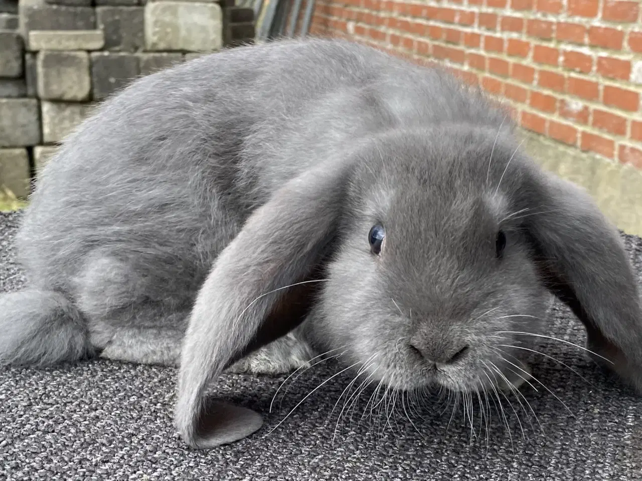 Billede 6 - FRANSK VÆDDER HAN BLÅ