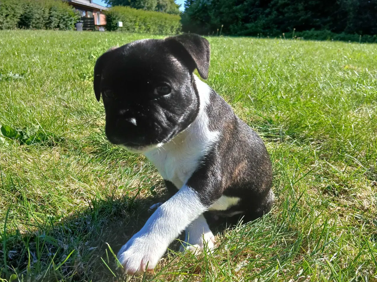 Billede 7 - Staffordshire bull terrier hvalp brindle 