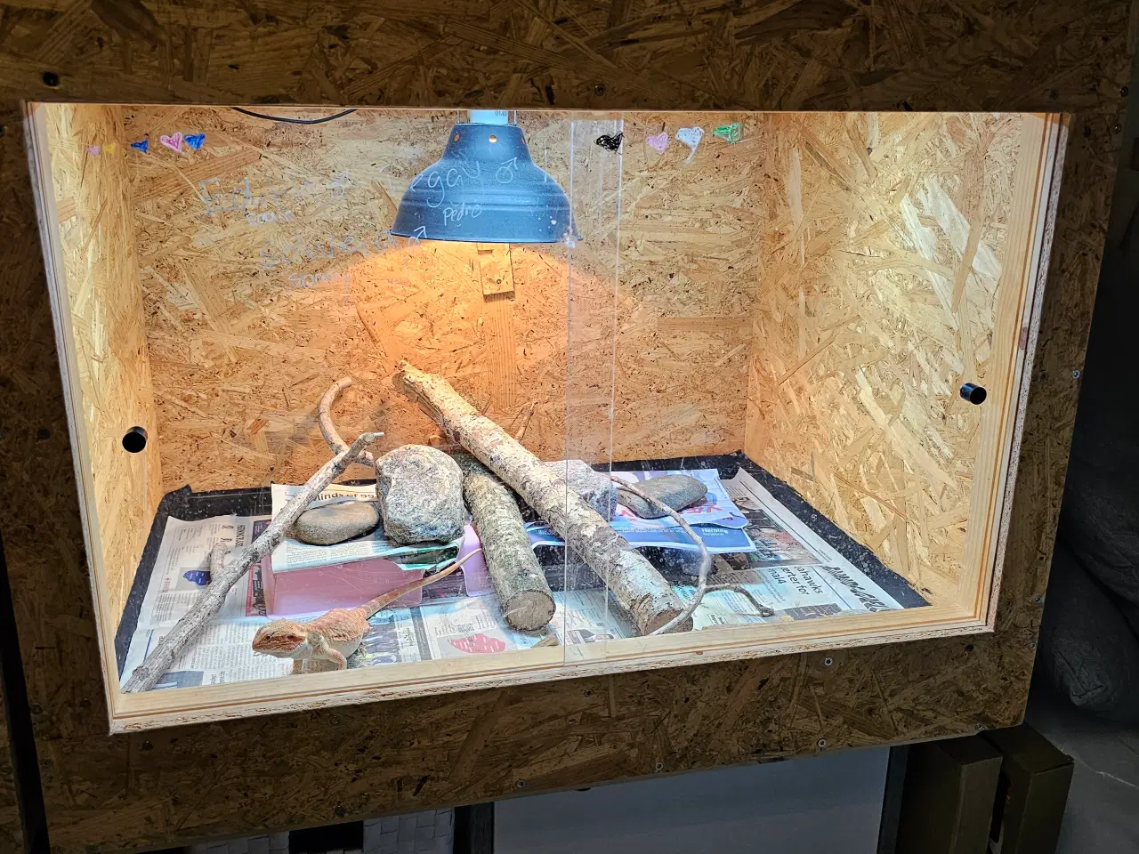 Billede 14 - HASTER skægagame unger 3 mdr gamle 😊