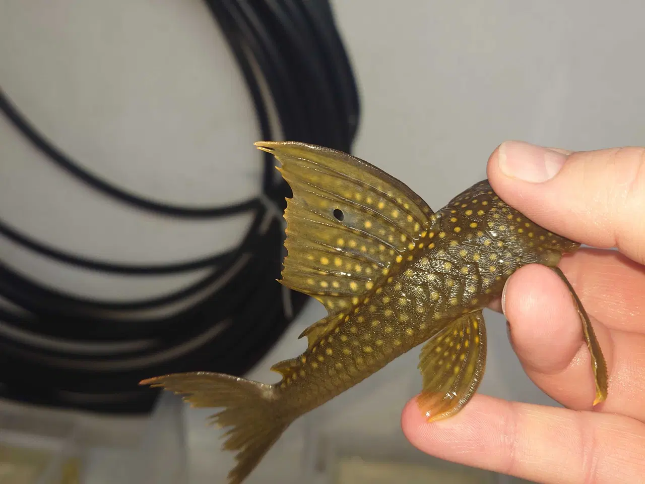 Billede 2 - L200 High finn ca. 14-15 cm 