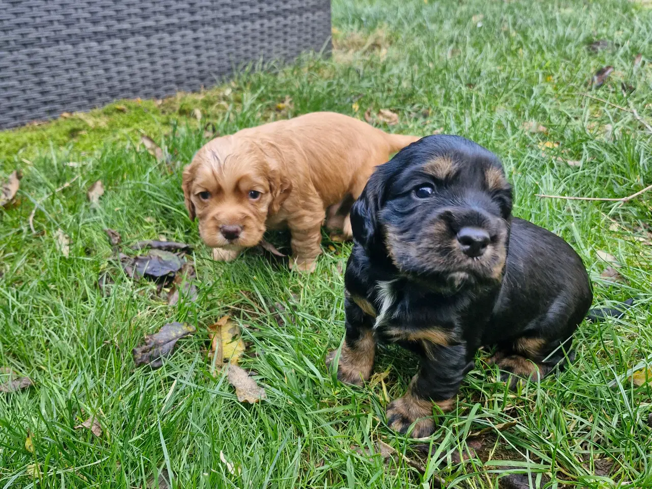 Billede 1 - Ft cocker spaniel 