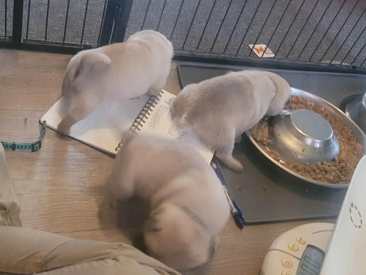 Billede 4 - Sødeste Mops hvalpe