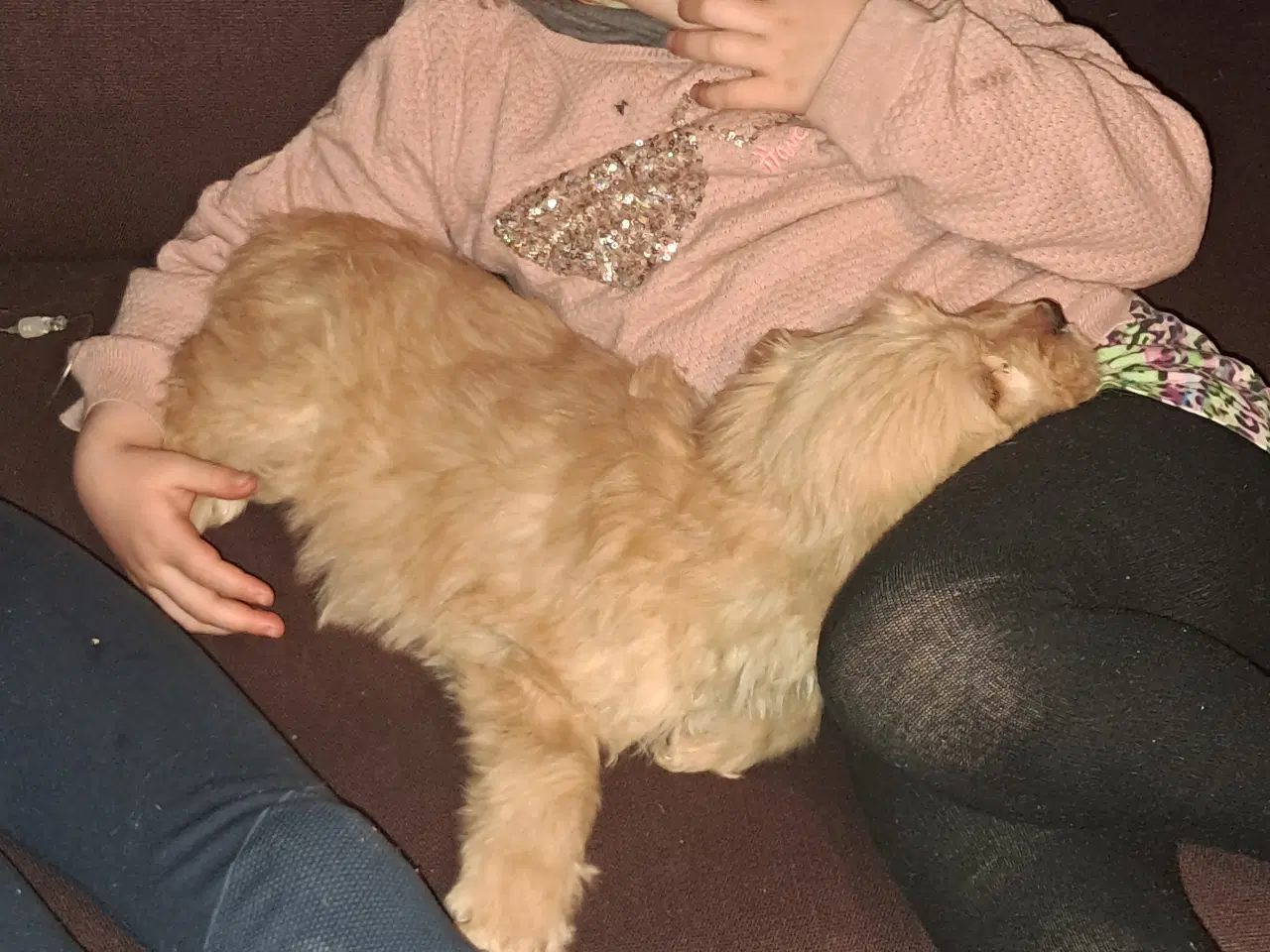 Billede 14 - De sødeste skønneste blandingshvalpe