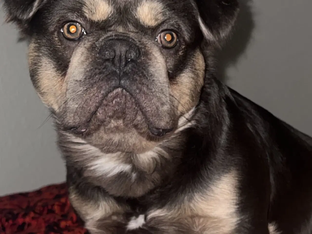Billede 4 - Fluffy fransk bulldog 