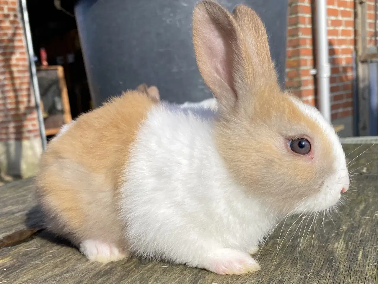 Billede 5 - HOLLÆNDER HAN MADAGASCAR