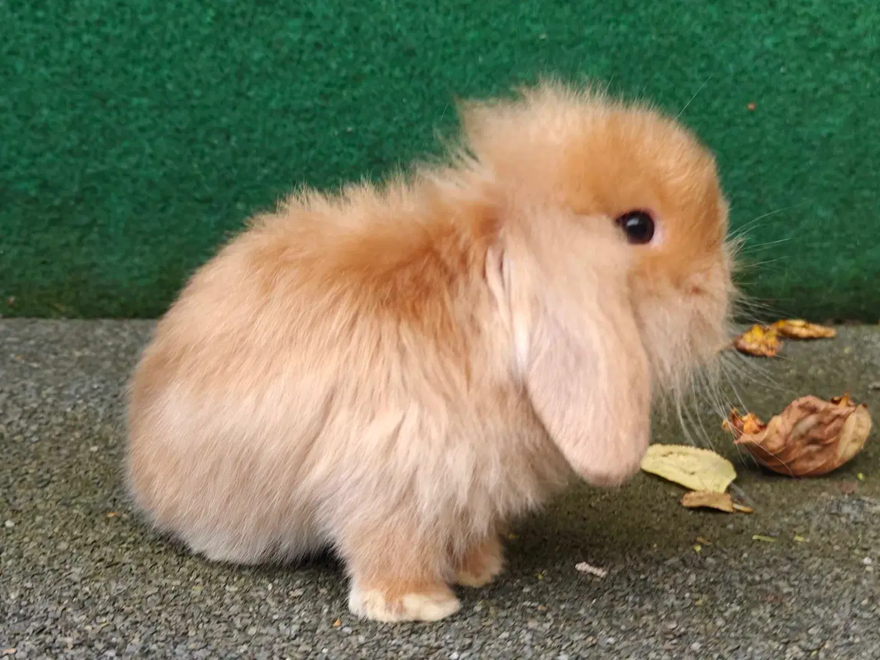 Billede 2 - Lionlop satin