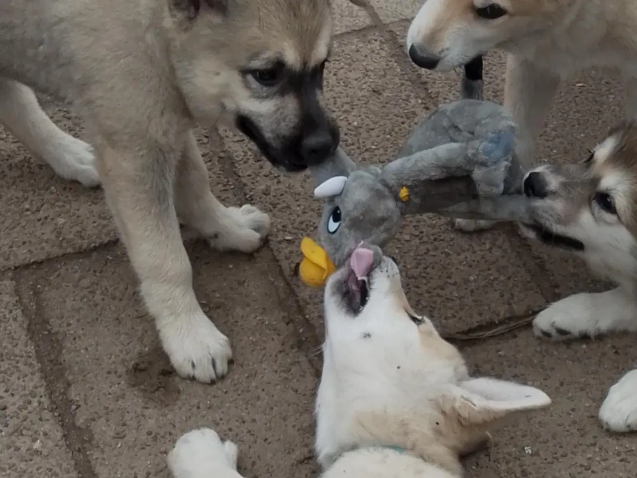 Billede 12 - Husky blandinger 