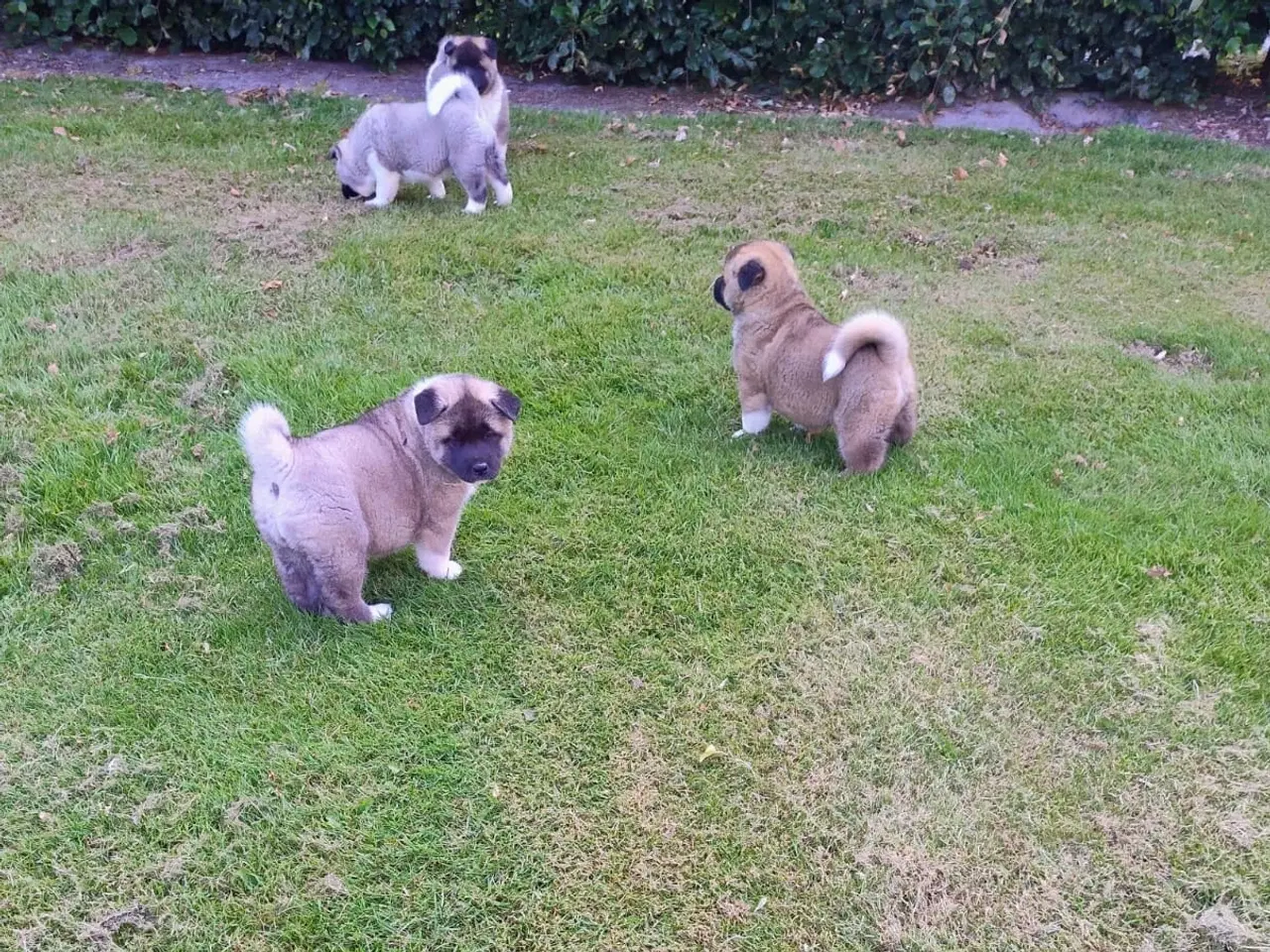 Billede 7 - Hundehvalpe Akita American 